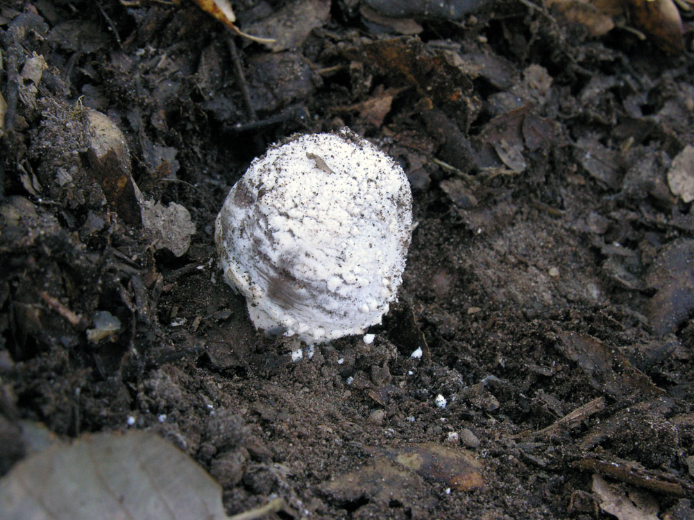 Amanita pantherina